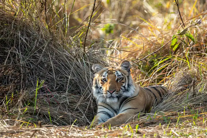 A tiger in the Rajai National park