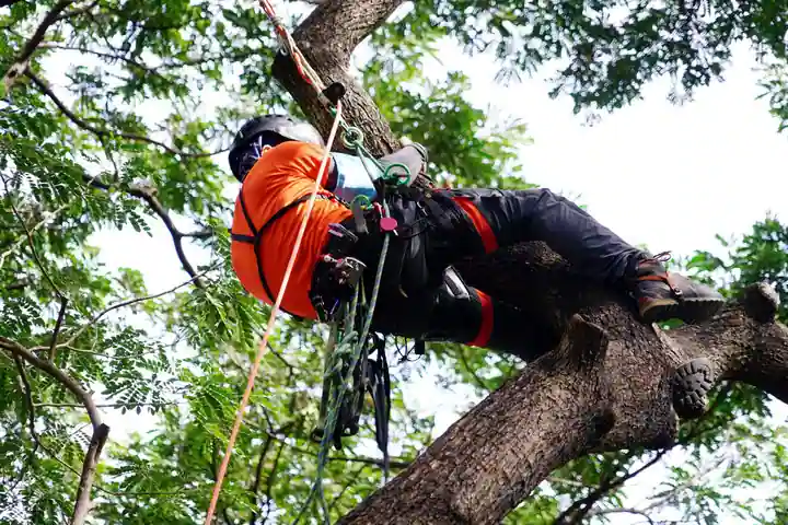 A man trying Jumaring in a tree