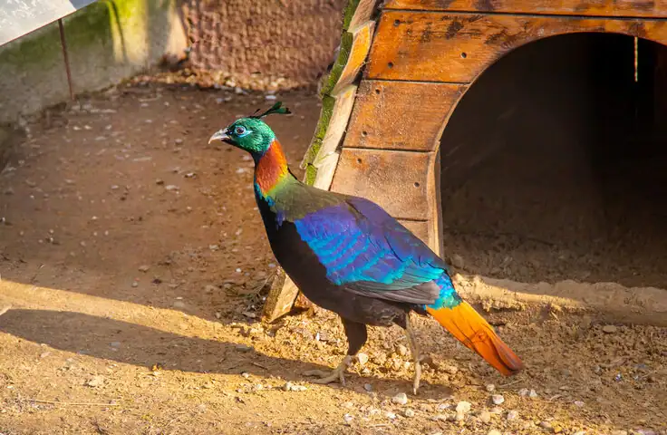 Himalayan Monal - The state bird of Uttarakhand