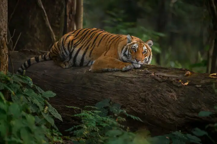 A tiger laying on a tree bark in Jim Corbett national park