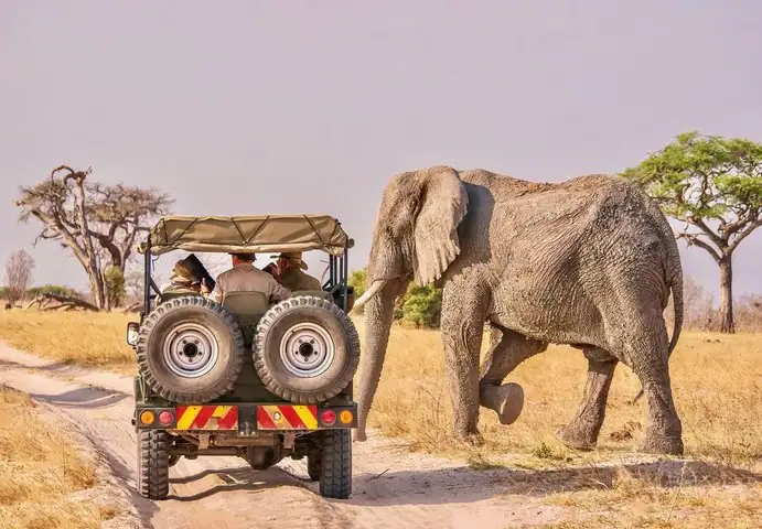 Some people driving a jeep in a safari with an elephant nearby.