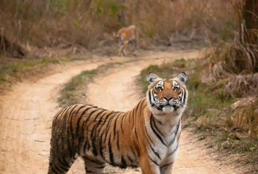 Tiger in Jim Corbett national park